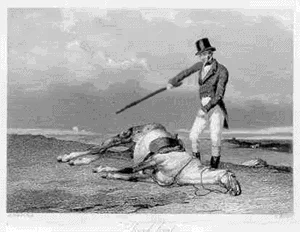 beating a dead horse wtf GIF