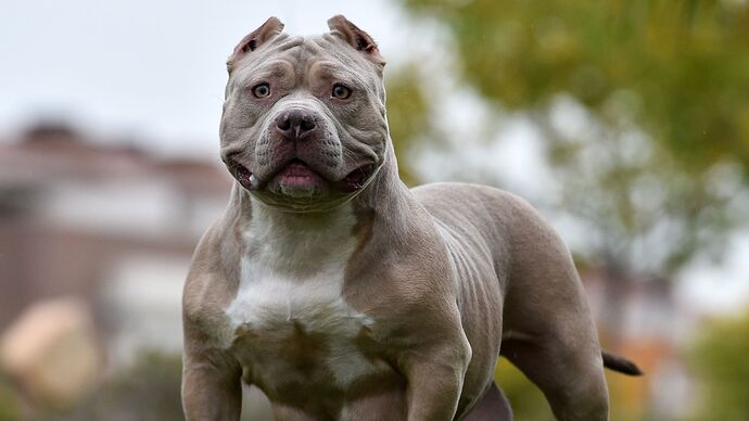 skynews-xl-bully-american-bully_6272803