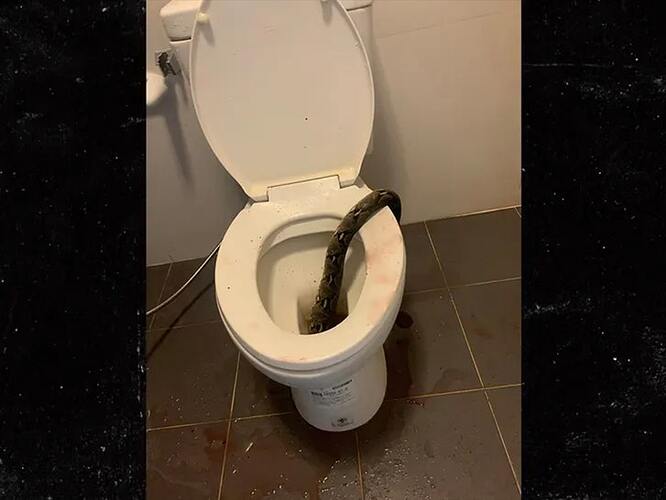 snake biting dudes balls in toilet facebook 7