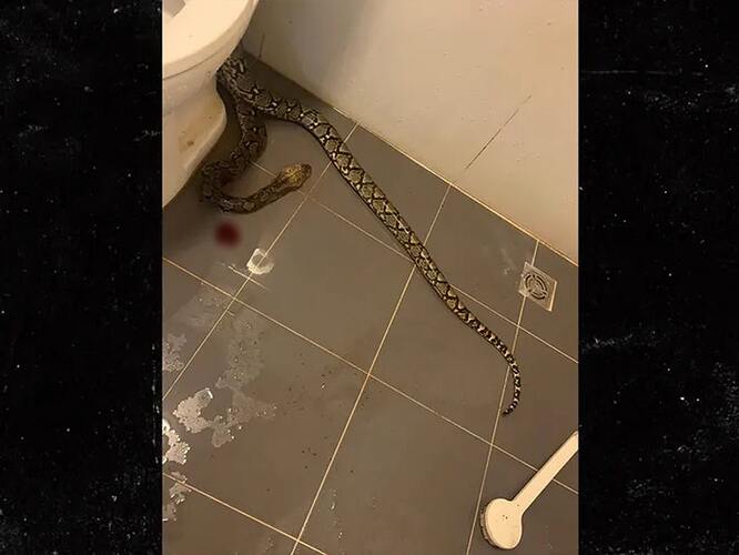snake biting dudes balls in toilet facebook 6