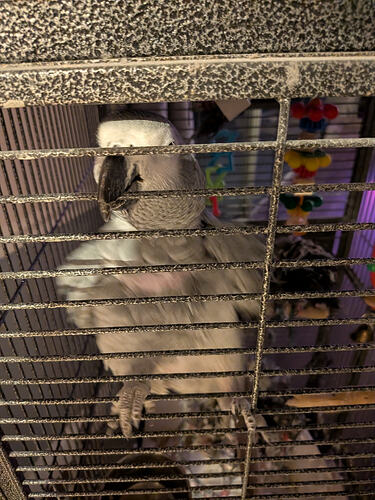 Bird