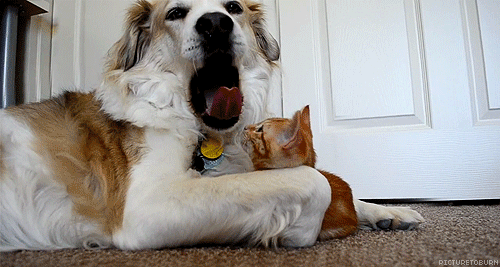 tongueboop1