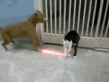 cat-fight-dog
