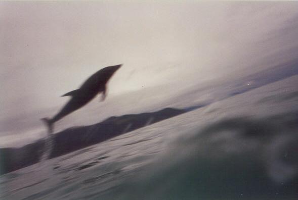 Dolphins
