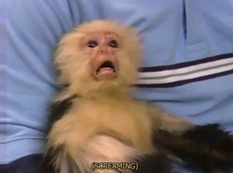 Monkey What GIF