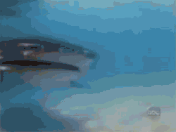 jump-the-shark