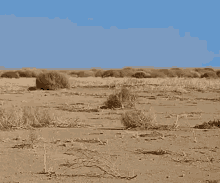 tumbleweed-desert